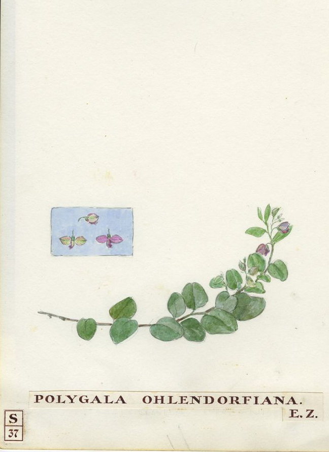 no HD illustration available (m1)