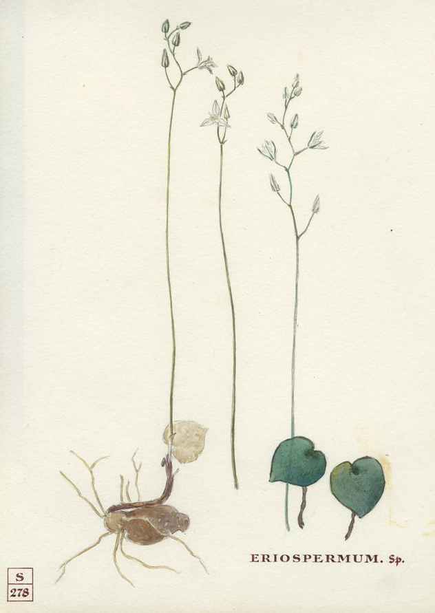 no HD illustration available (m1)