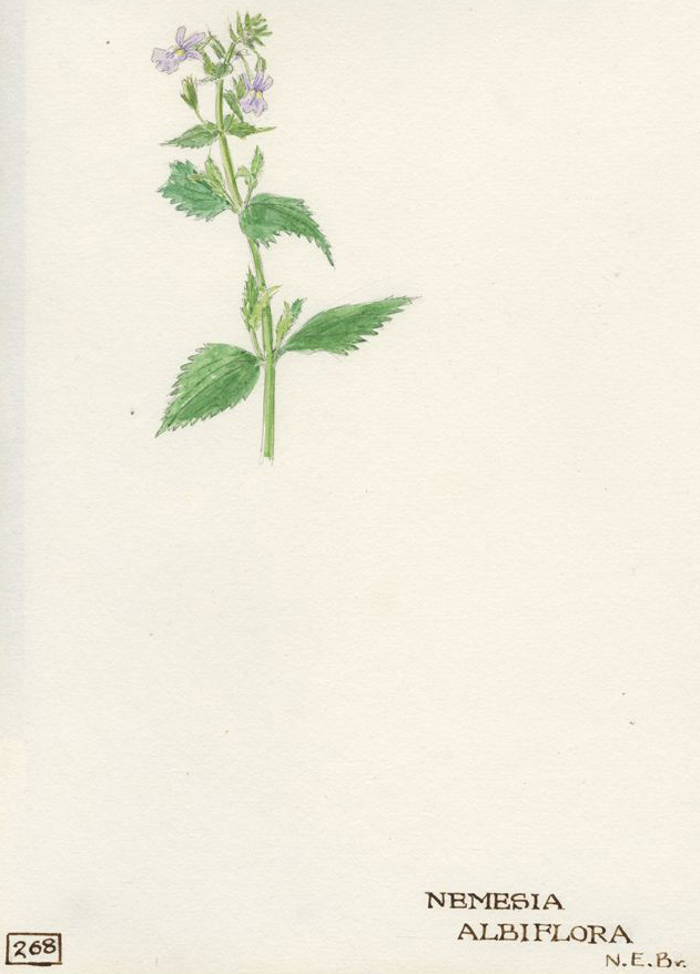 no HD illustration available (m1)