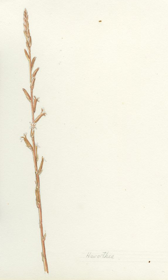 no HD illustration available (m1)