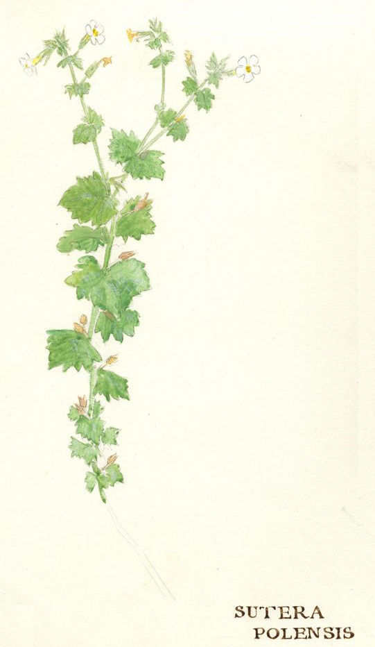 no HD illustration available (m1)