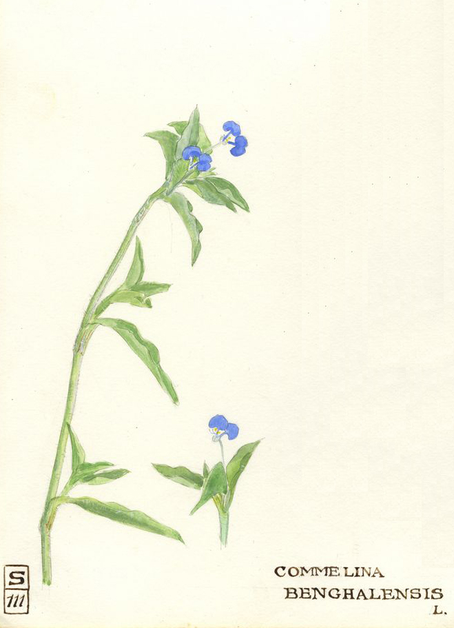no HD illustration available (m1)
