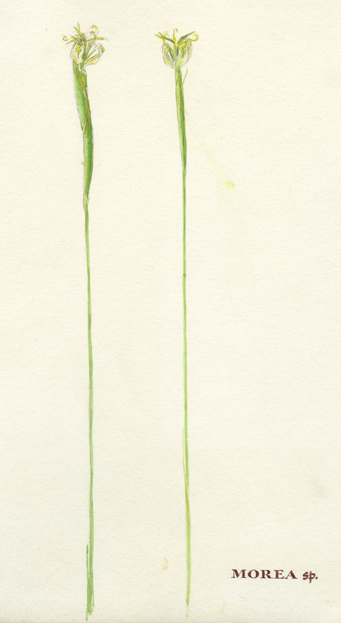 no HD illustration available (m1)