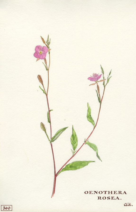 no HD illustration available (m1)