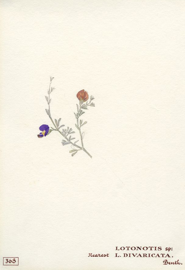 no HD illustration available (m1)