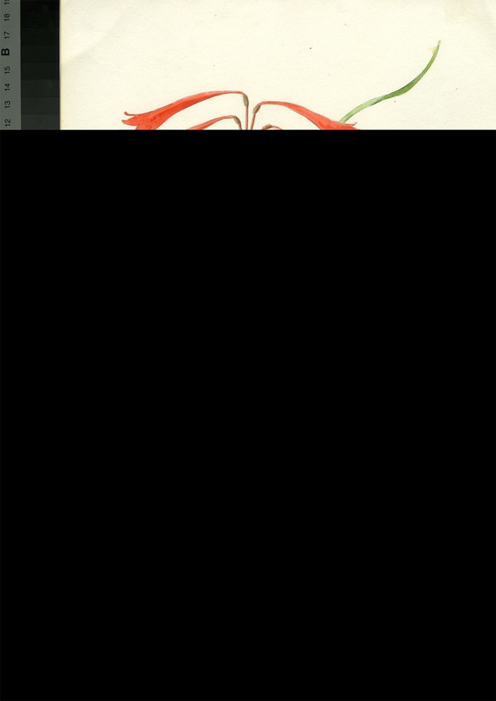 no HD illustration available (m1)