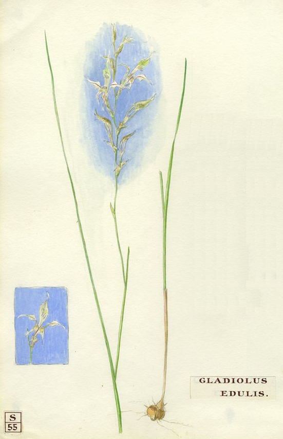 no HD illustration available (m1)