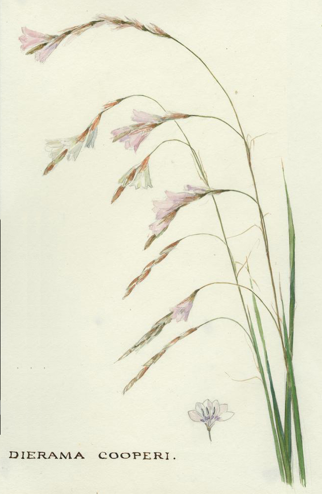 no HD illustration available (m1)