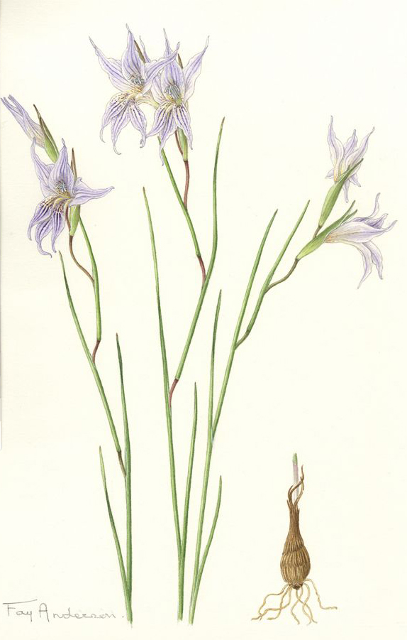 no HD illustration available (m1)