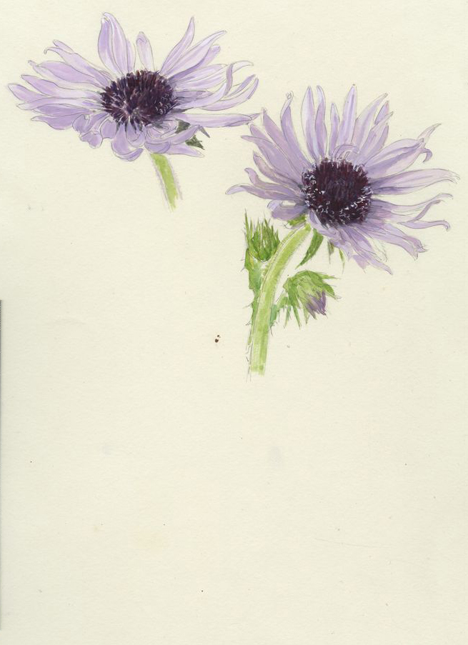 no HD illustration available (m1)