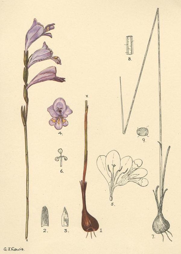 no HD illustration available (m1)