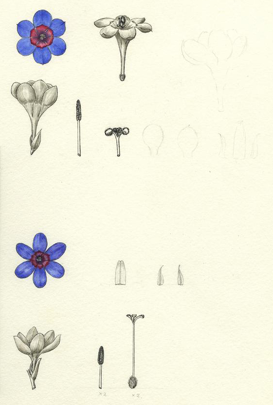 no HD illustration available (m1)