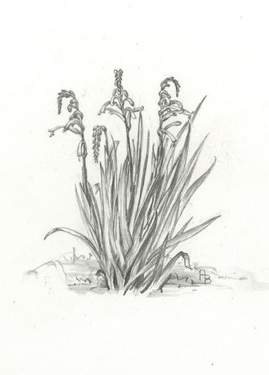 no HD illustration available (m1)