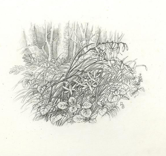 no HD illustration available (m1)