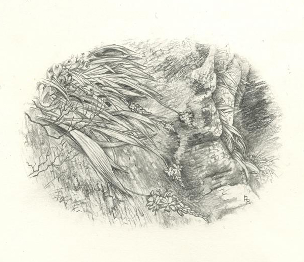 no HD illustration available (m1)