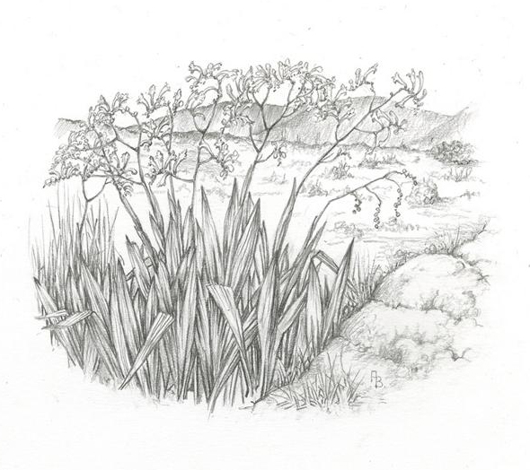 no HD illustration available (m1)