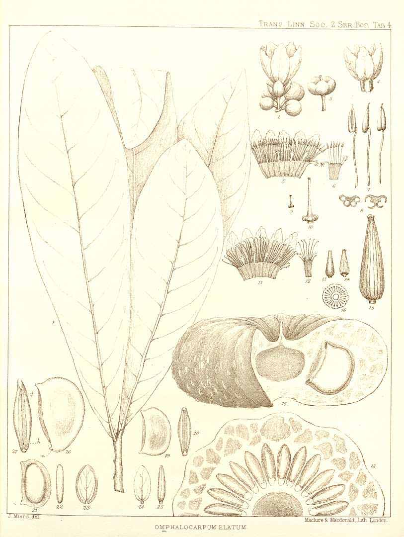 no HD illustration available (3)