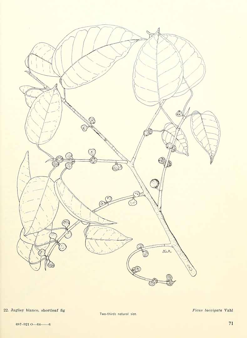no HD illustration available (3)