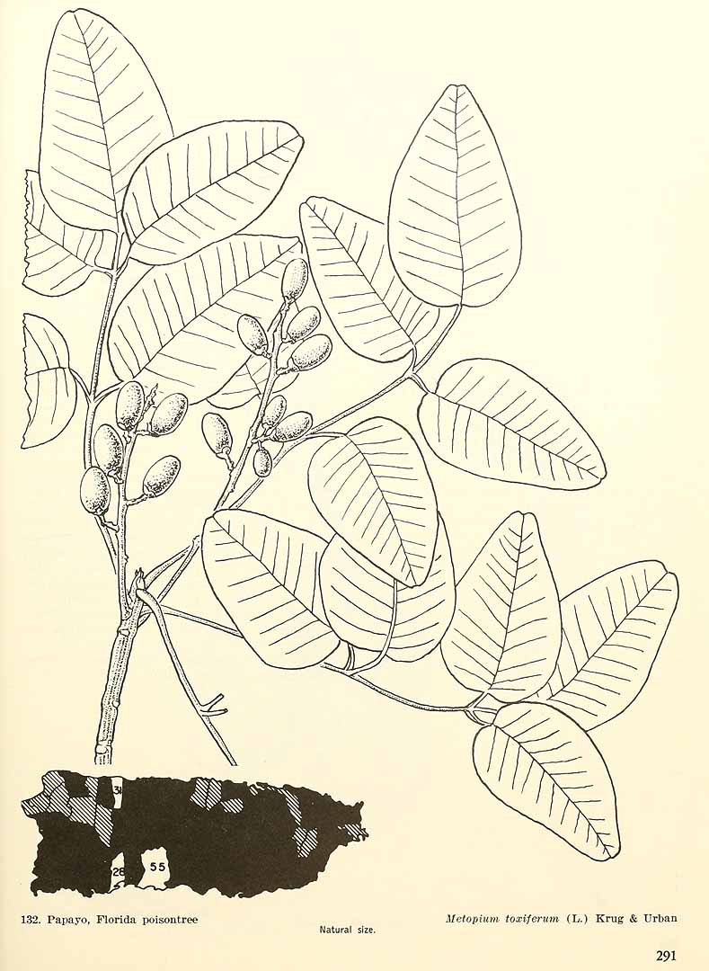 no HD illustration available (3)
