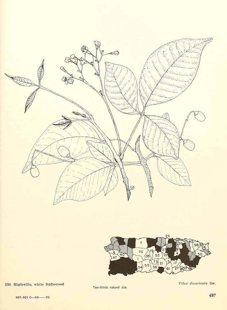 no HD illustration available (3)