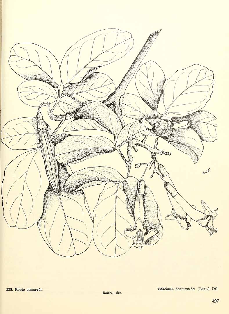 no HD illustration available (3)