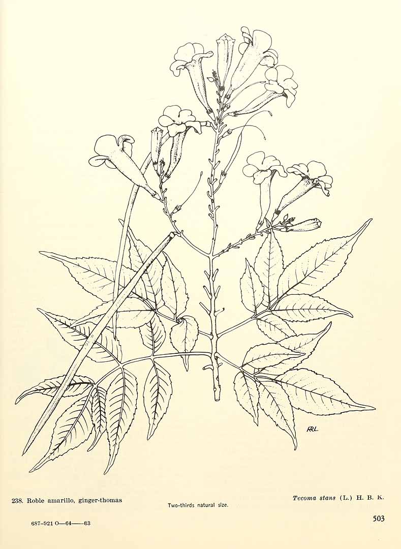 no HD illustration available (3)
