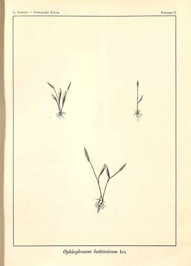 no HD illustration available (3)