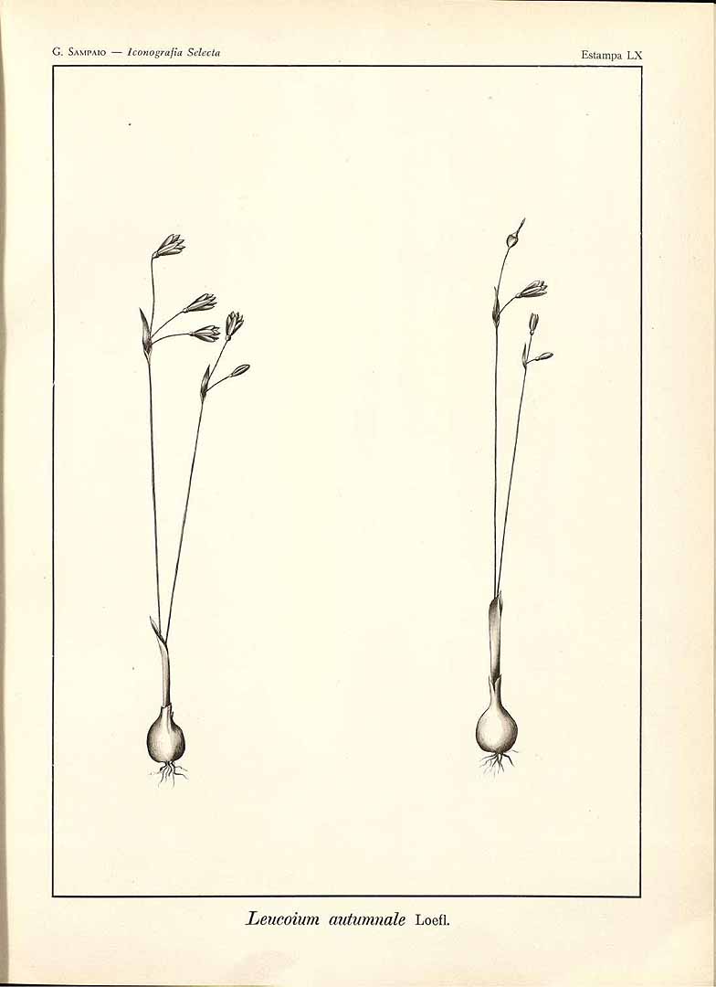 no HD illustration available (3)