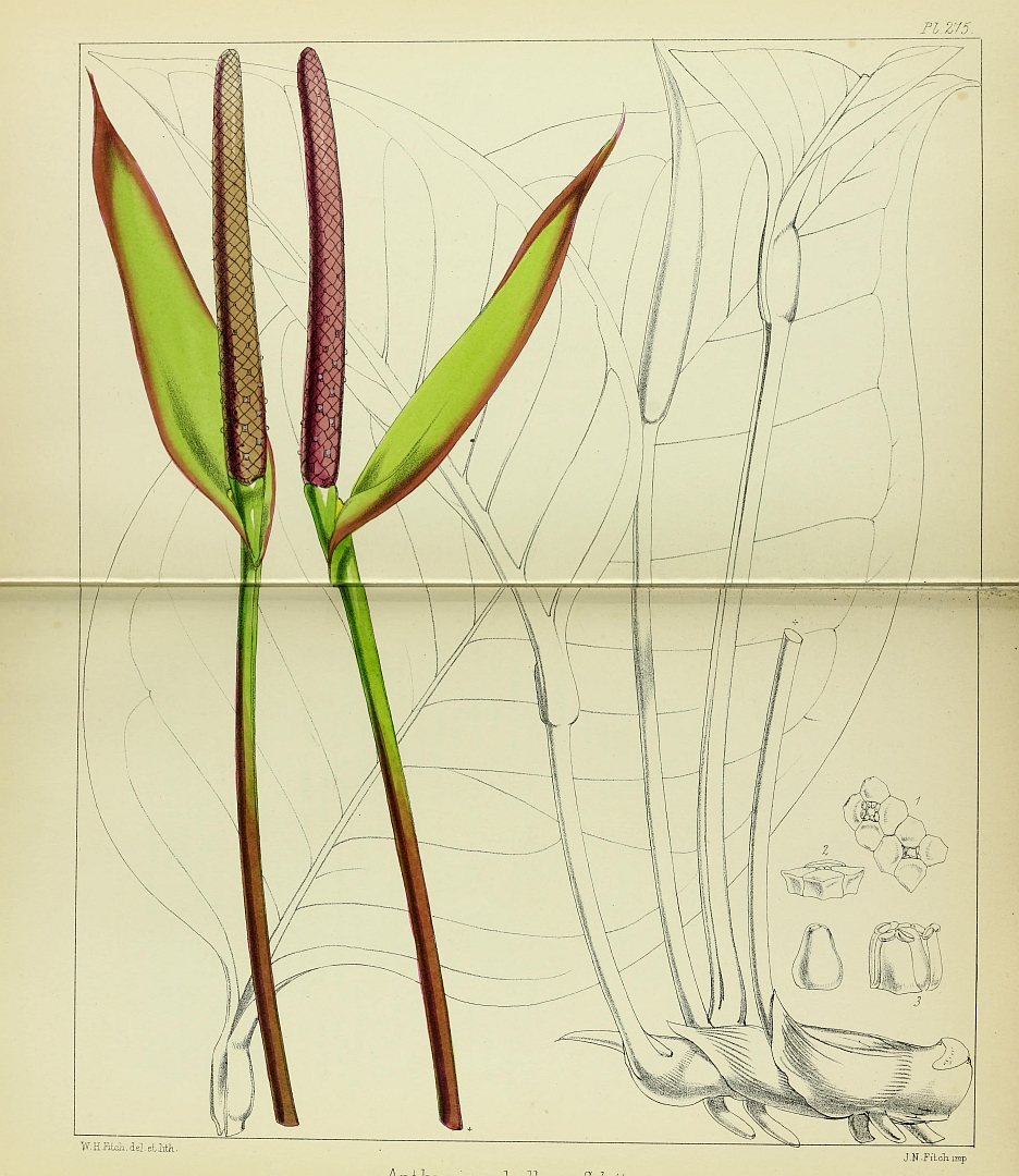 no HD illustration available (m1)