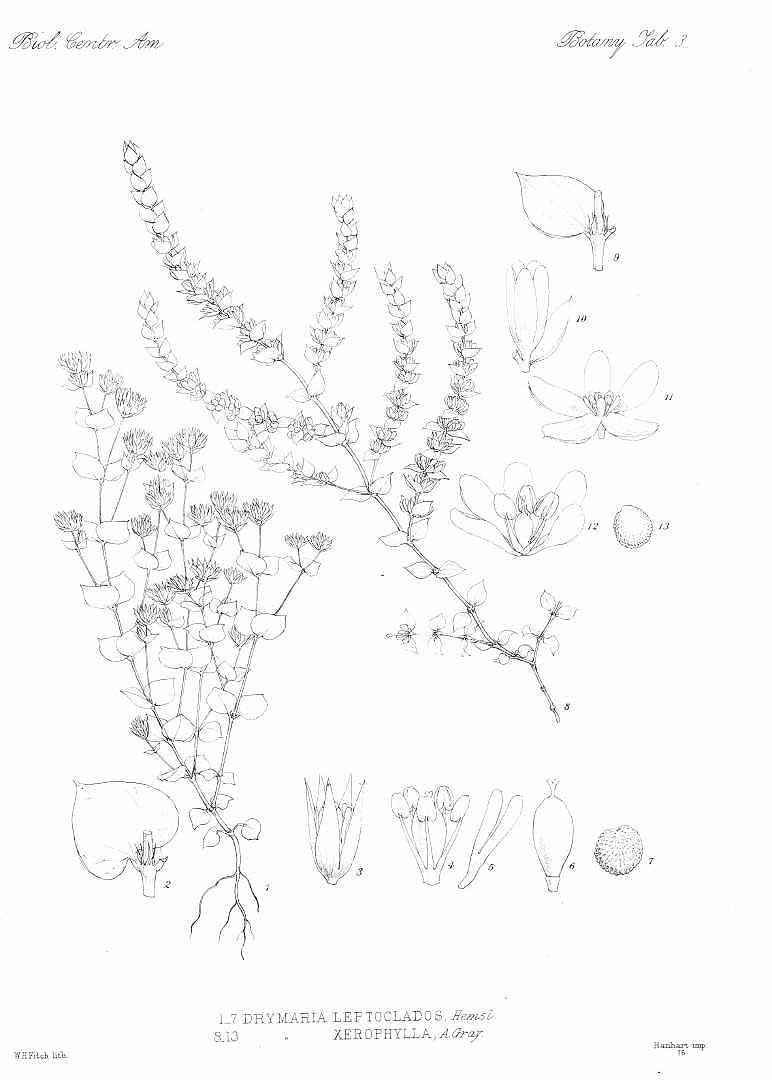 no HD illustration available (3)