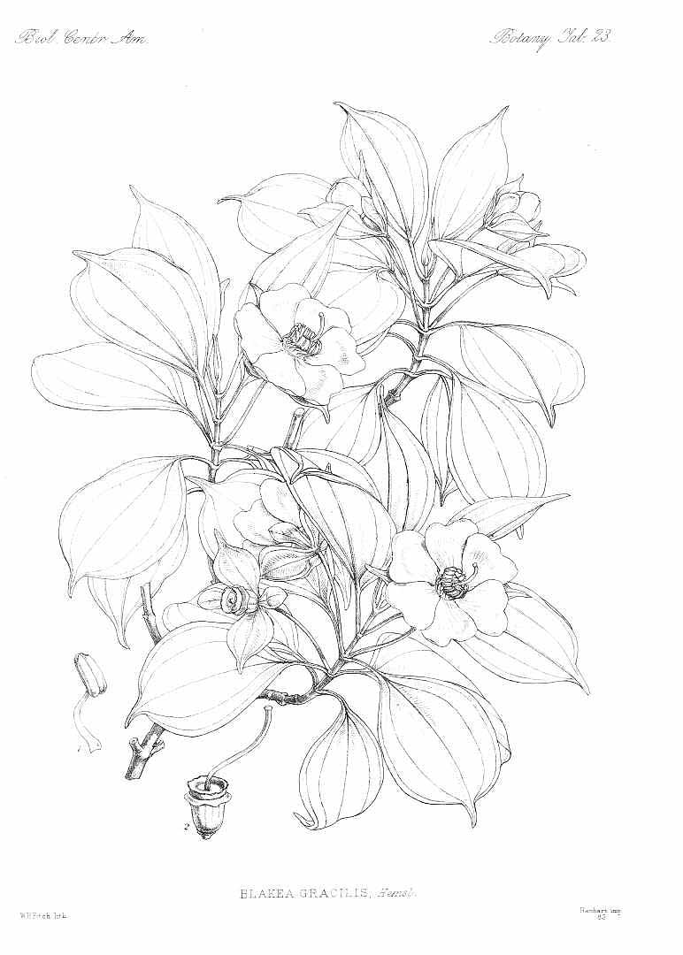 no HD illustration available (3)