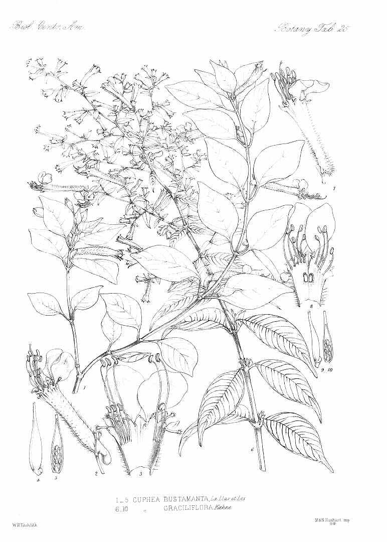 no HD illustration available (3)