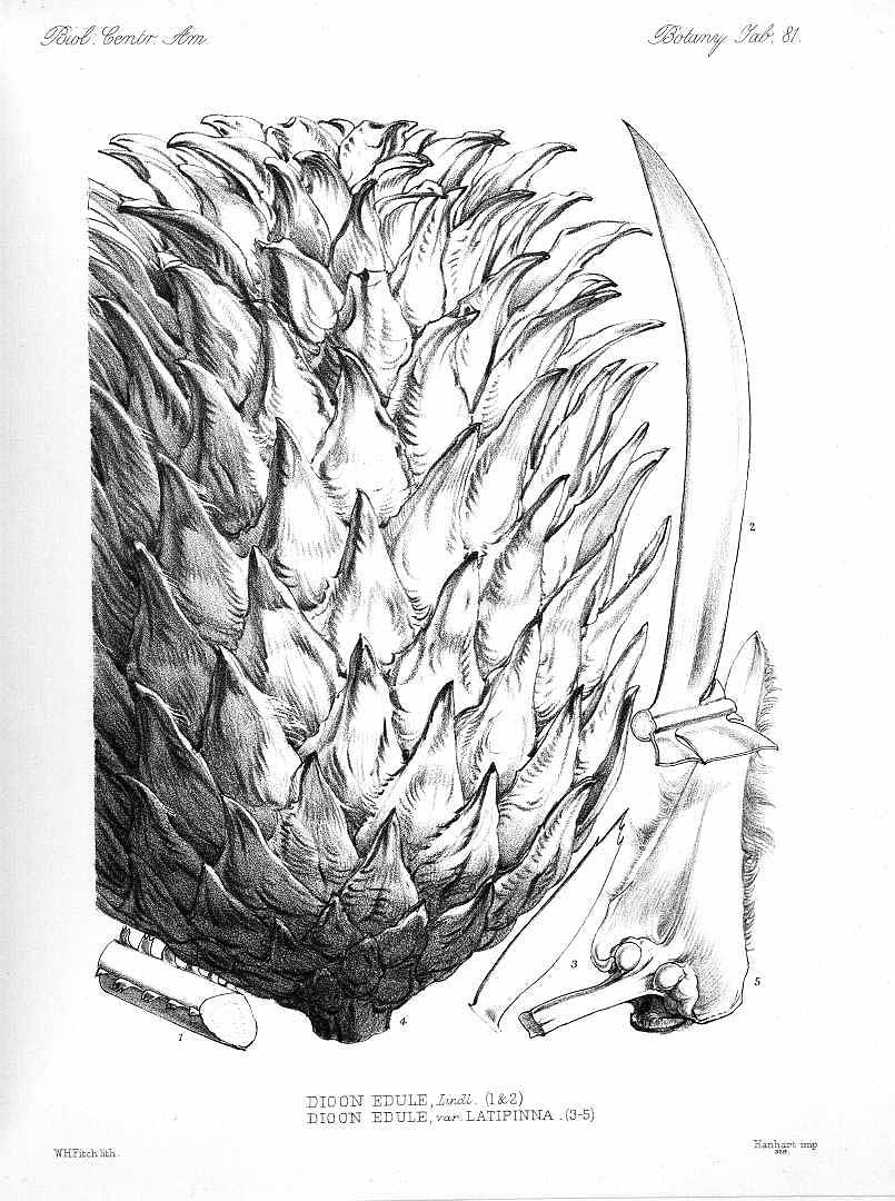 no HD illustration available (3)