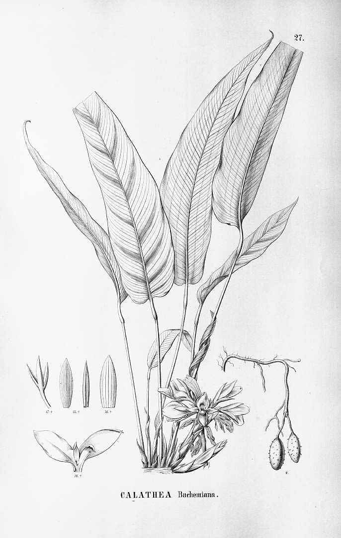 no HD illustration available (3)