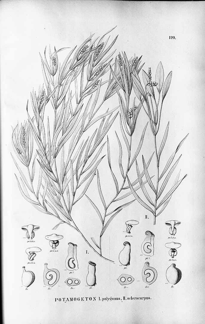 no HD illustration available (m1)