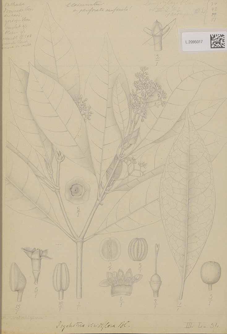 no HD illustration available (m1)