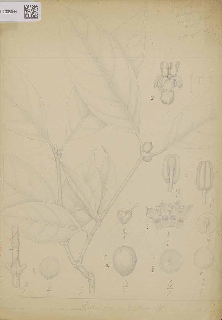 no HD illustration available (m1)