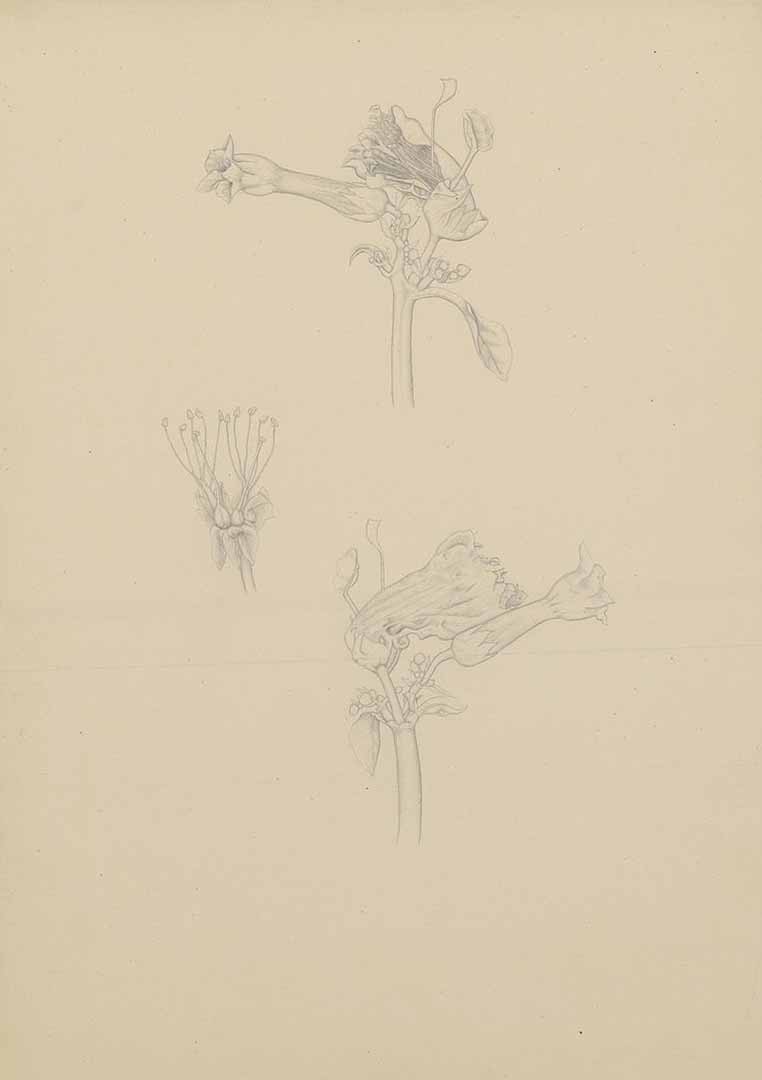 no HD illustration available (3)