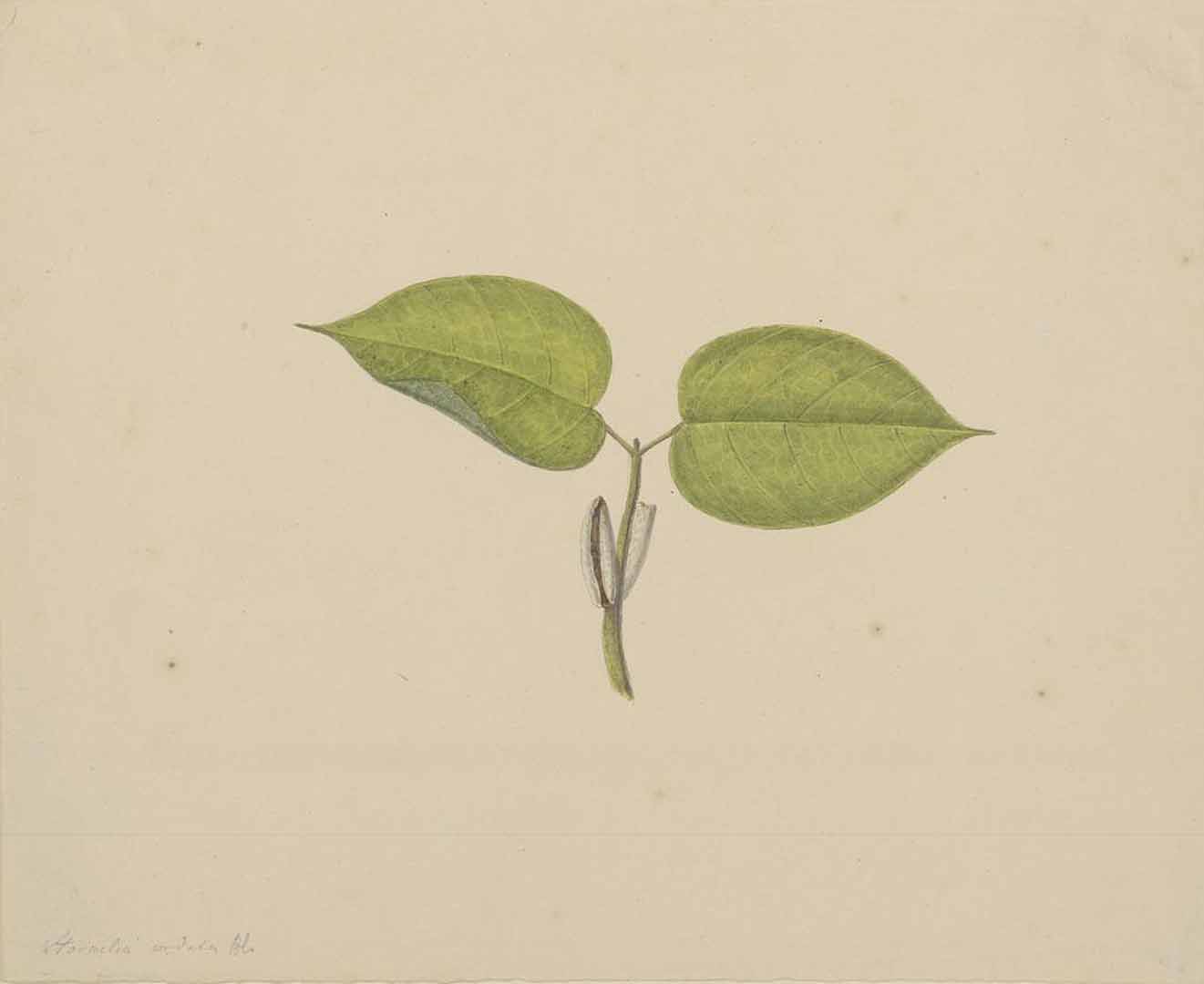 no HD illustration available (m2)