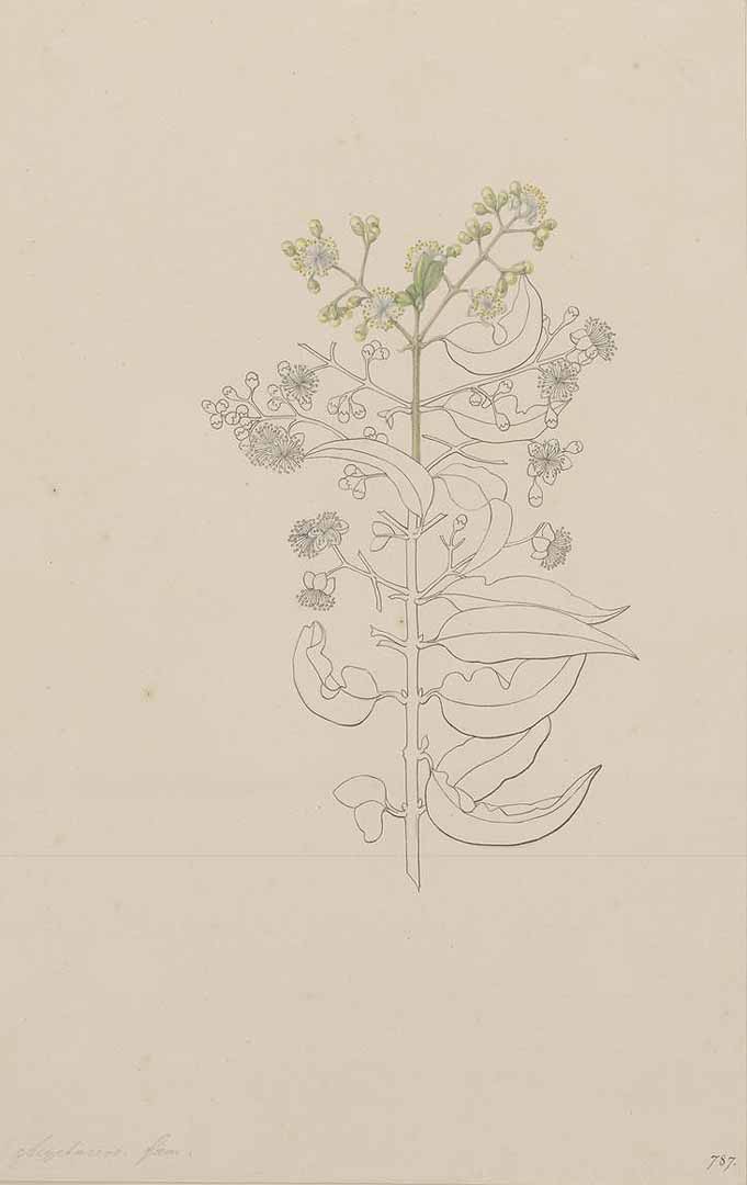 no HD illustration available (m1)