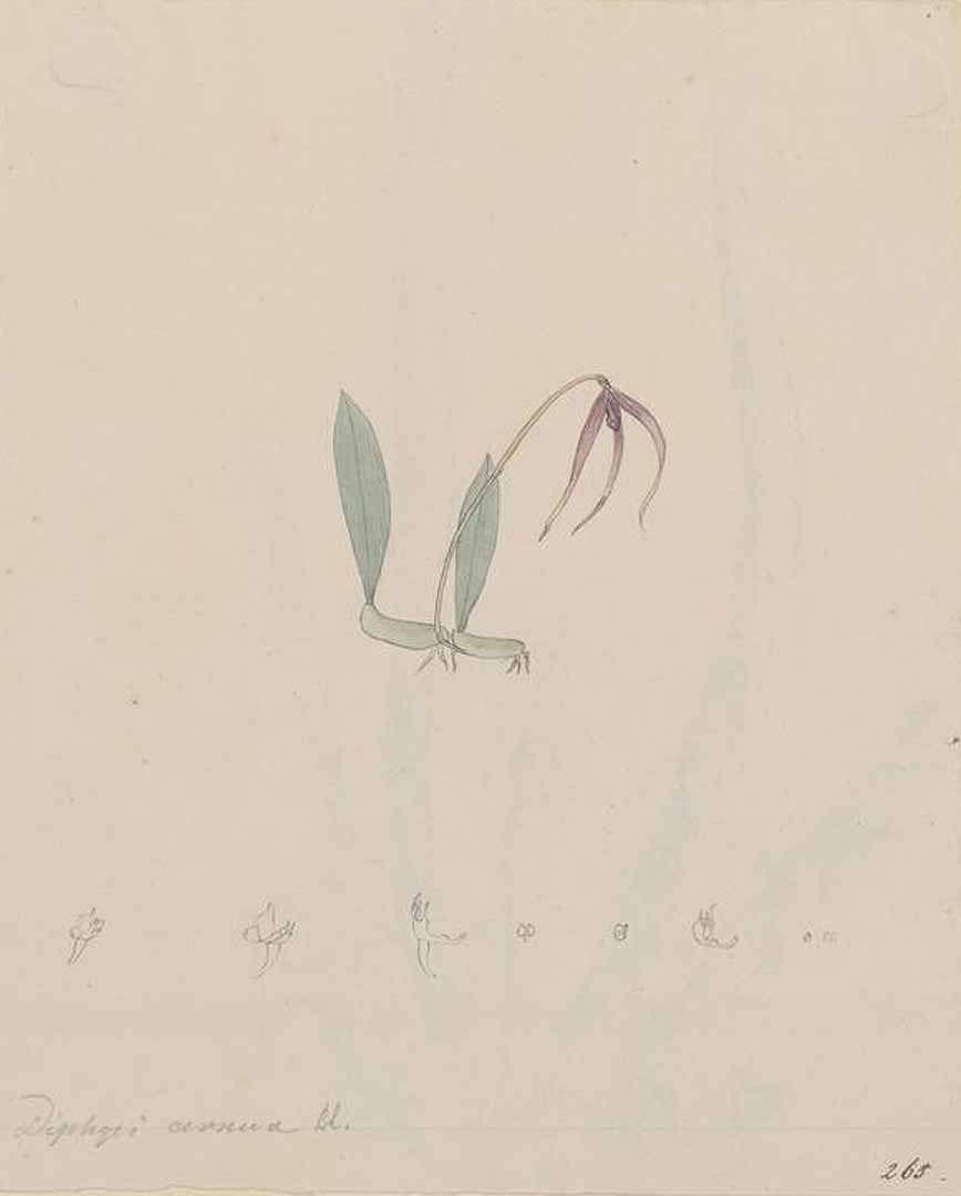 no HD illustration available (3)