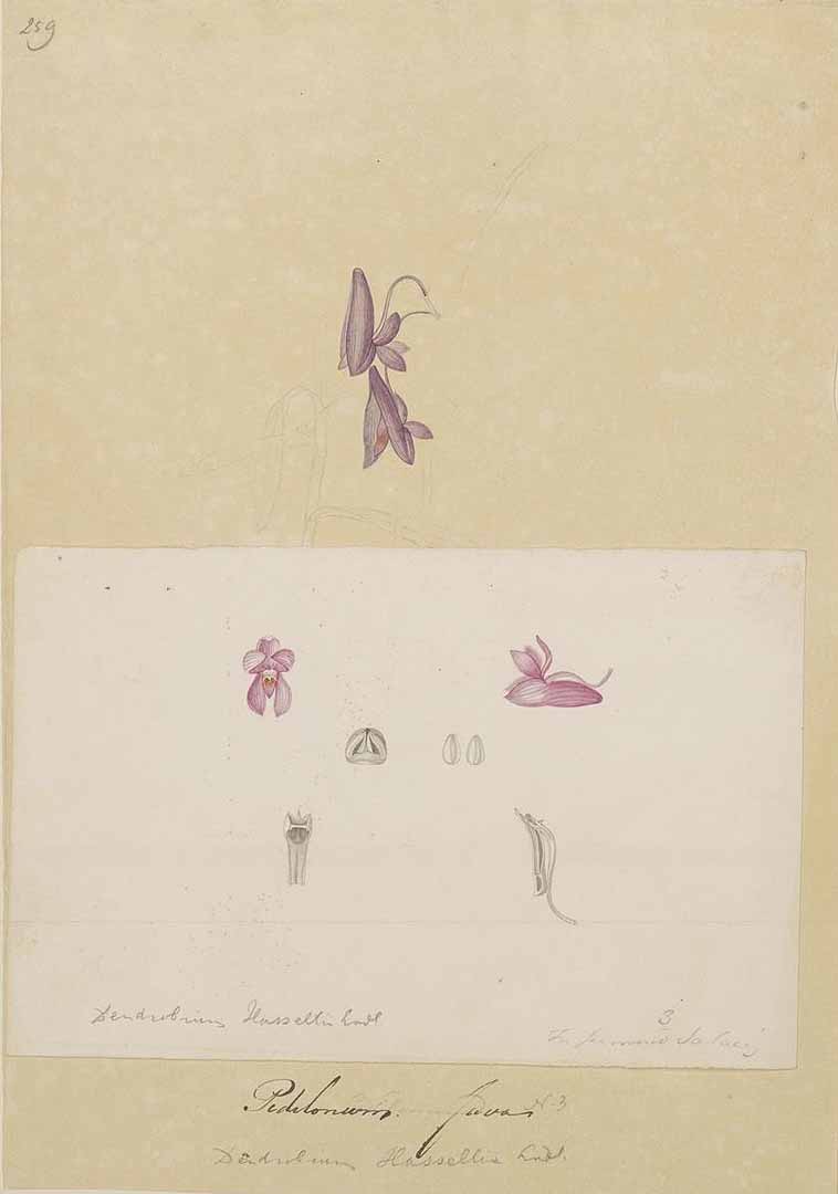 no HD illustration available (3)