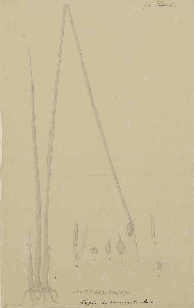 no HD illustration available (m1)