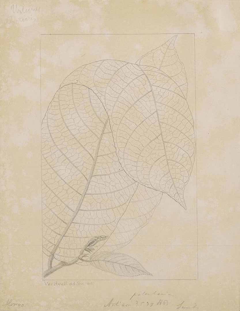 no HD illustration available (m1)