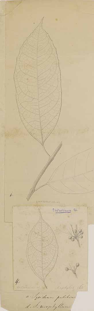 no HD illustration available (3)