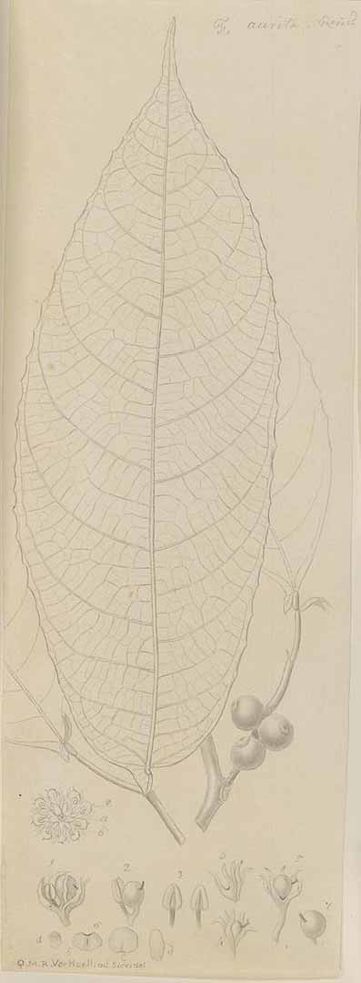 no HD illustration available (m1)