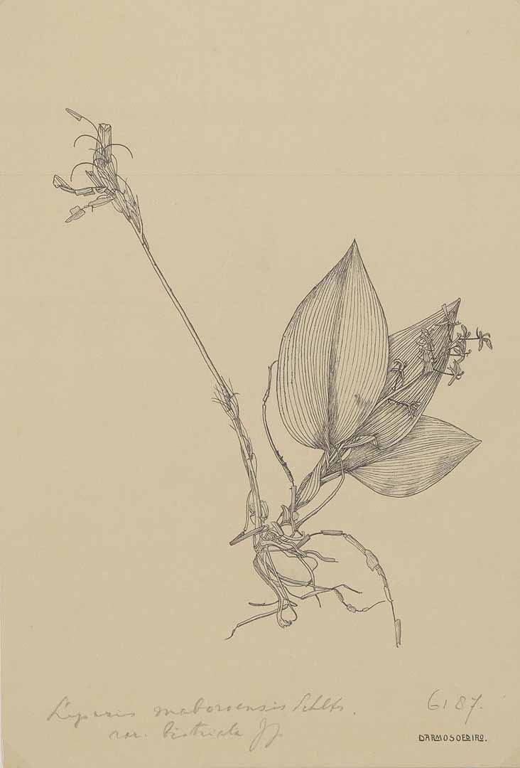 no HD illustration available (m1)
