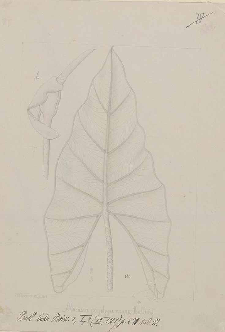 no HD illustration available (m1)