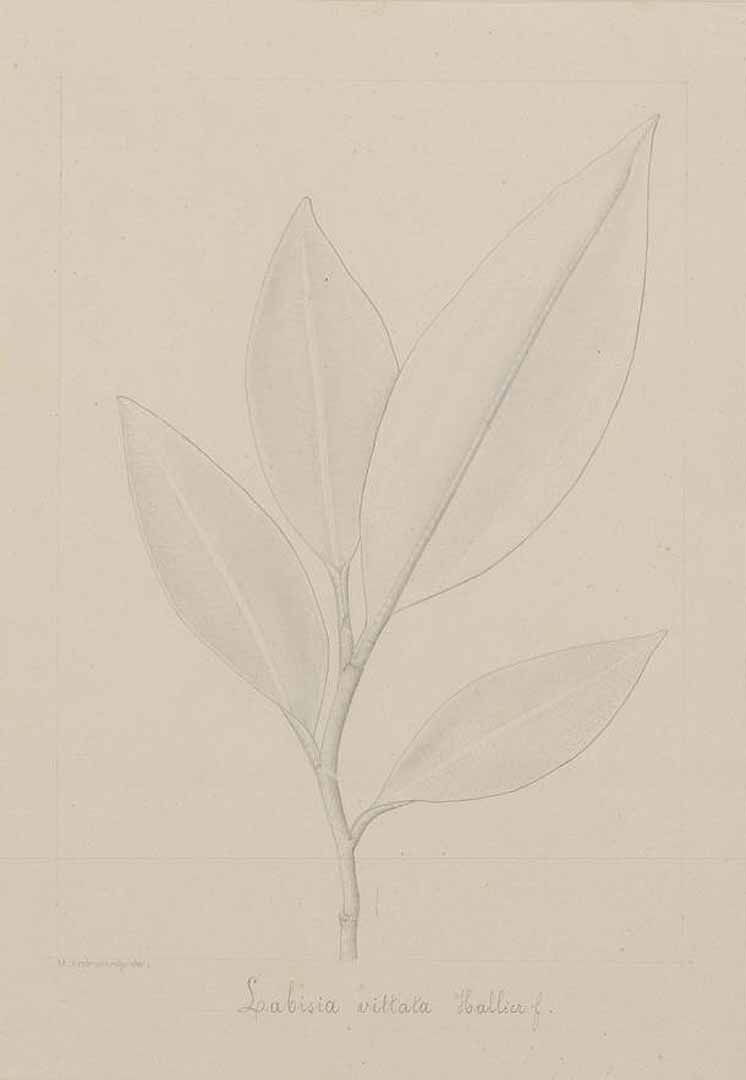 no HD illustration available (m1)