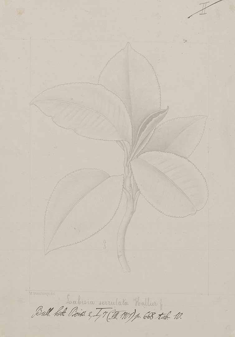 no HD illustration available (m1)
